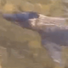 Filhote de boto faz visita inesperada &agrave; margem do Rio Tocantins e encanta moradores; V&Iacute;DEO
