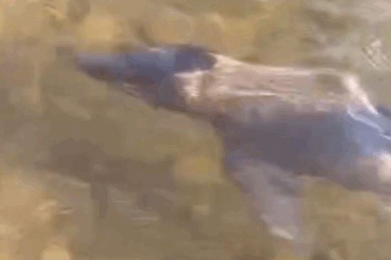 Filhote de boto faz visita inesperada à margem do Rio Tocantins e encanta moradores; VÍDEO