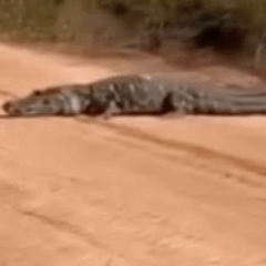 Jacar&eacute;-a&ccedil;u gigante surpreende moradores ao atravessar estrada no sul do Tocantins; V&Iacute;DEO