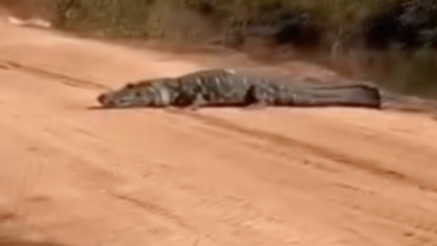 Jacaré-açu gigante surpreende moradores ao atravessar estrada no sul do Tocantins; VÍDEO