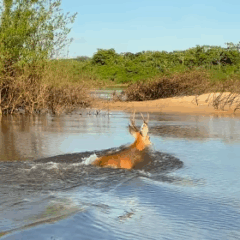 V&iacute;deo de cervo-do-pantanal cruzando o Rio Araguaia viraliza e encanta internautas
