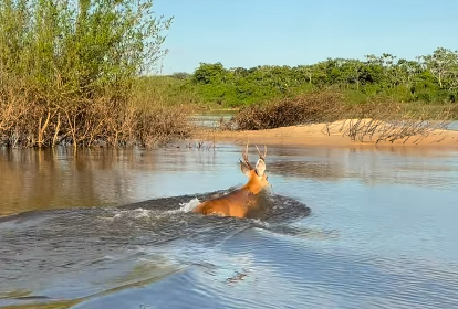 Vídeo de cervo-do-pantanal cruzando o Rio Araguaia viraliza e encanta internautas