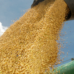 Principal cultura agr&iacute;cola do Tocantins, a soja tem produ&ccedil;&atilde;o estimada em 6,11 milh&otilde;es de toneladas na safra 2025/2026, crescimento de 14,2% em rela&ccedil;&atilde;o ao ciclo anterior - Madson Maranh&atilde;o/Governo do Tocantins