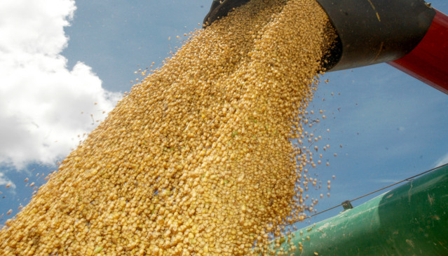 Principal cultura agrícola do Tocantins, a soja tem produção estimada em 6,11 milhões de toneladas na safra 2025/2026, crescimento de 14,2% em relação ao ciclo anterior - Madson Maranhão/Governo do Tocantins