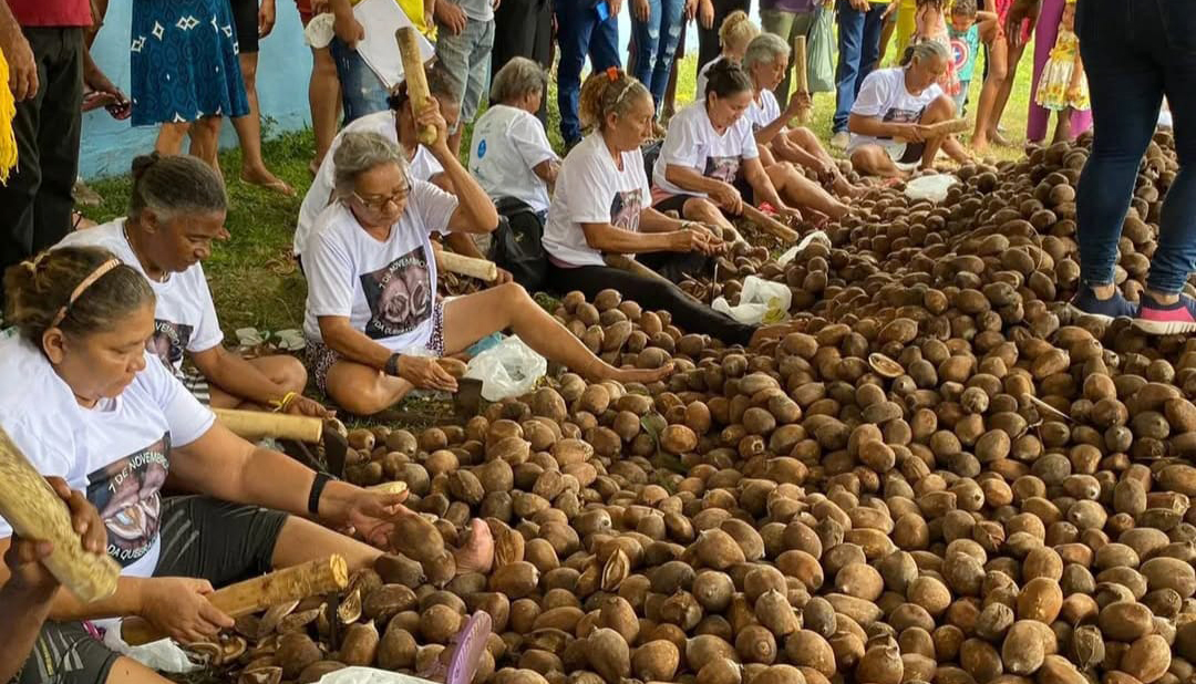 Comunidades extrativistas da região do Bico do Papagaio mantêm viva a tradição da quebra do coco babaçu, atividade que gera renda, fortalece a economia local e contribui para a preservação ambiental - Crédito: Divulgação Comunidades extrativistas da região do Bico do Papagaio mantêm viva a tradição da quebra do coco babaçu, atividade que gera renda, fortalece a economia local e contribui para a preservação ambiental - Crédito: Divulgação