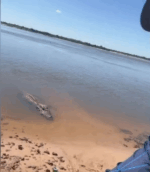 Gigante das &aacute;guas: jacar&eacute;-a&ccedil;u de 4,5 metros atende chamado de pescador no Cant&atilde;o