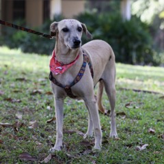 A&ccedil;&atilde;o amplia a visibilidade dos c&atilde;es adultos dispon&iacute;veis para ado&ccedil;&atilde;o respons&aacute;vel - Foto Lia Mara