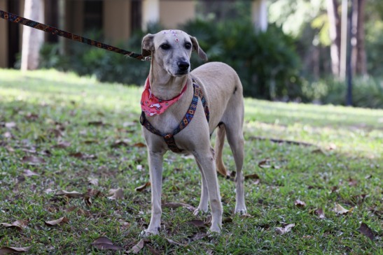 Ação amplia a visibilidade dos cães adultos disponíveis para adoção responsável - Foto Lia Mara