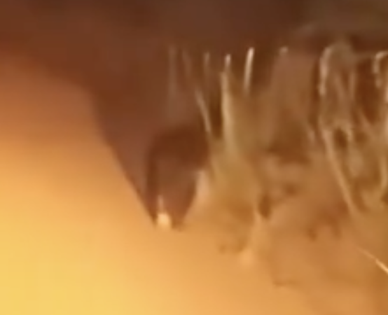 Onça-preta é flagrada às margens de estrada na zona rural no sul do Tocantins; VÍDEO Onça-preta é flagrada às margens de estrada na zona rural no sul do Tocantins; VÍDEO
