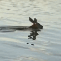 Veado &eacute; flagrado atravessando o Rio Tocantins a nado em Porto Nacional