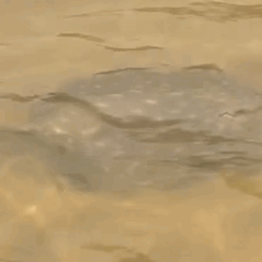 Arraia gigante surpreende pescadores na Ilha do Bananal e v&iacute;deo viraliza: "Eu que n&atilde;o quero pisar em cima dela"