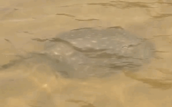 Arraia gigante surpreende pescadores na Ilha do Bananal e vídeo viraliza: "Eu que não quero pisar em cima dela"
