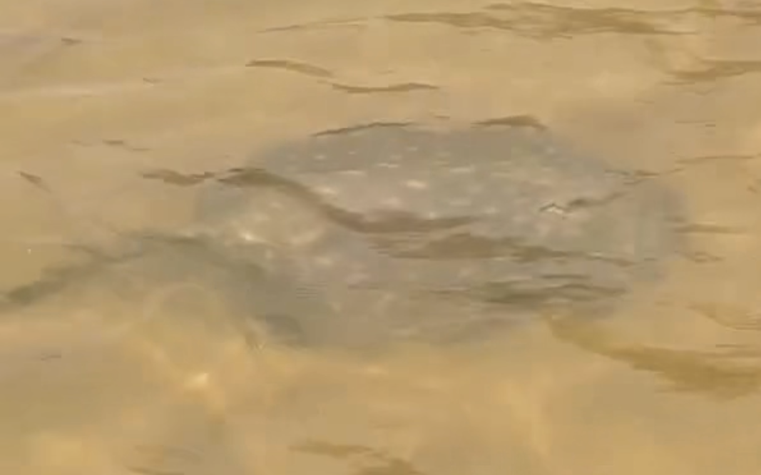 Arraia gigante surpreende pescadores na Ilha do Bananal e vídeo viraliza: "Eu que não quero pisar em cima dela" Arraia gigante surpreende pescadores na Ilha do Bananal e vídeo viraliza: "Eu que não quero pisar em cima dela"
