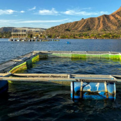 Lei institui o Selo Tocantinense de Sustentabilidade do Pescado, destinado a reconhecer produtos que atendam a crit&eacute;rios de qualidade e sustentabilidade ambiental, sanit&aacute;ria, social e tecnol&oacute;gica - Foto: Nielcem Fernandes/Governo do Tocantins