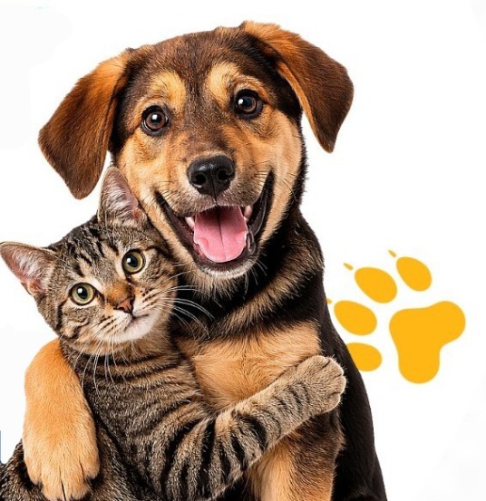 Paraíso recebe projeto Tocantins Amigo do Pet com mais de 540 atendimentos gratuitos para cães e gatos