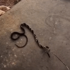 Cobra caninana tenta atacar bombeiro durante resgate em casa no TO; veja o v&iacute;deo