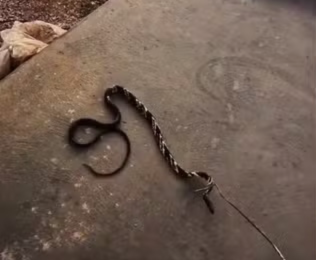Cobra caninana tenta atacar bombeiro durante resgate em casa no TO; veja o vídeo