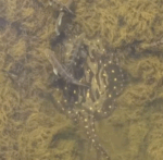 Arraia gigante acompanha cardume de tucunar&eacute;s e surpreende pescadores no Rio Tocantins; v&iacute;deo impressiona