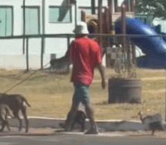 Galinha-d&rsquo;angola acompanha passeio de tr&ecirc;s c&atilde;es em avenida e v&iacute;deo diverte moradores