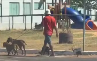 Galinha-d’angola acompanha passeio de três cães em avenida e vídeo diverte moradores