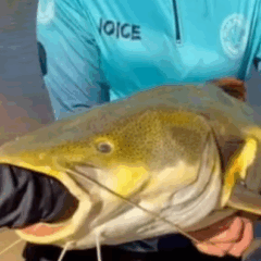 Pescadores retiram anzol do est&ocirc;mago de pirarara e devolvem peixe ao Rio Formoso; V&Iacute;DEO