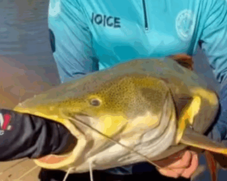 Pescadores retiram anzol do estômago de pirarara e devolvem peixe ao Rio Formoso; VÍDEO