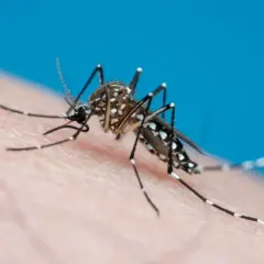 Vacinas contra chikungunya avan&ccedil;am no Brasil e ampliam op&ccedil;&otilde;es de preven&ccedil;&atilde;o