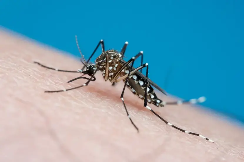Vacinas contra chikungunya avançam no Brasil e ampliam opções de prevenção