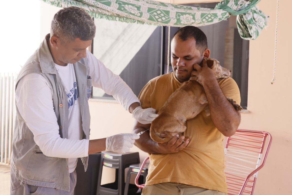 Palmas intensifica combate à leishmaniose com encoleiramento e vacinação de cães e gatos Palmas intensifica combate à leishmaniose com encoleiramento e vacinação de cães e gatos