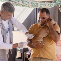 Palmas intensifica combate &agrave; leishmaniose com encoleiramento e vacina&ccedil;&atilde;o de c&atilde;es e gatos