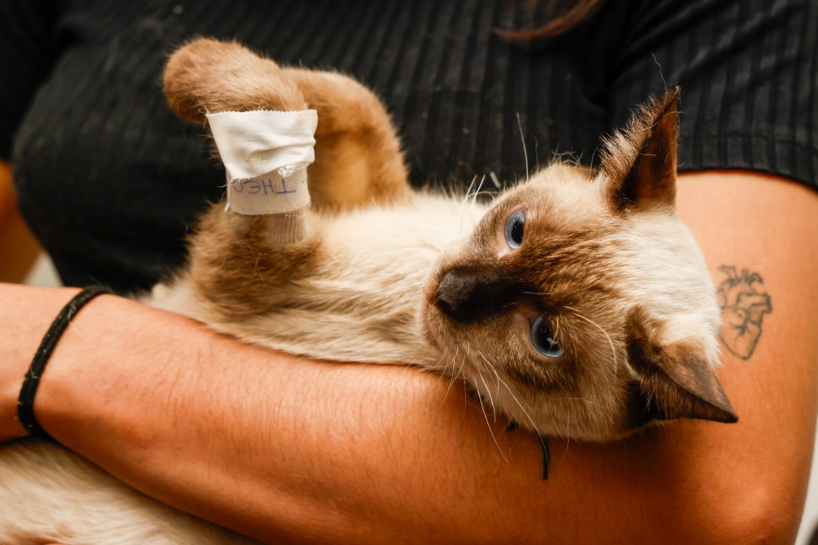 Mutirão em Palmas abre novas vagas para castração de cães e gatos neste fim de semana Mutirão em Palmas abre novas vagas para castração de cães e gatos neste fim de semana