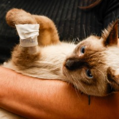 Mutir&atilde;o em Palmas abre novas vagas para castra&ccedil;&atilde;o de&nbsp;c&atilde;es e gatos neste fim de semana
