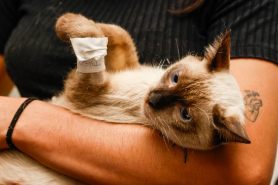 Mutirão em Palmas abre novas vagas para castração de cães e gatos neste fim de semana