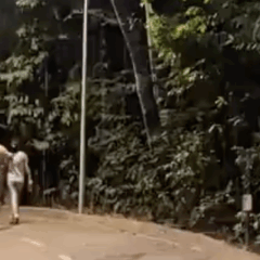 Grunhidos misteriosos no Parque Cesamar intrigam frequentadores; internautas apontam bugios como origem do som