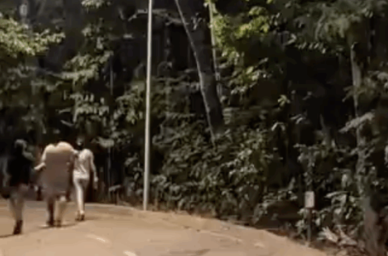 Grunhidos misteriosos no Parque Cesamar intrigam frequentadores; internautas apontam bugios como origem do som