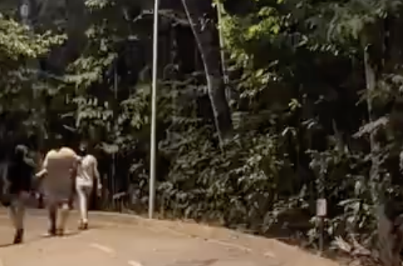 Grunhidos misteriosos no Parque Cesamar intrigam frequentadores; internautas apontam bugios como origem do som Grunhidos misteriosos no Parque Cesamar intrigam frequentadores; internautas apontam bugios como origem do som