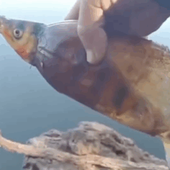 Peixe &eacute; encontrado com cabe&ccedil;a presa em garrafa PET no Rio Java&eacute;s e v&iacute;deo alerta para impacto do lixo nos rios