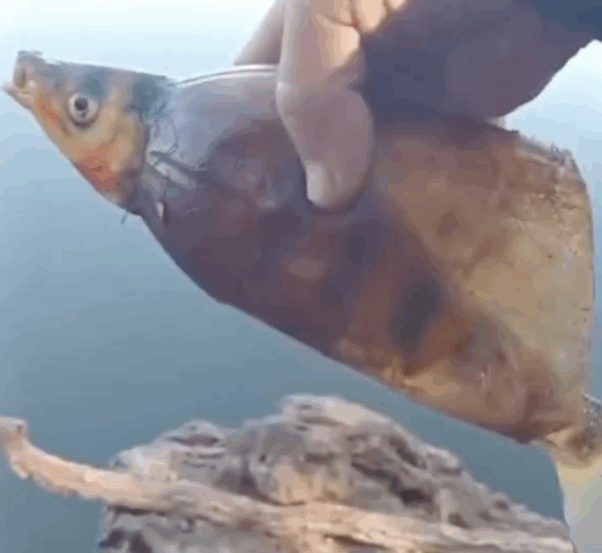 Peixe é encontrado com cabeça presa em garrafa PET no Rio Javaés e vídeo alerta para impacto do lixo nos rios