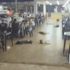 V&iacute;deo de cachorros &ldquo;folgados&rdquo; em posto de Porto Nacional viraliza e encanta internautas