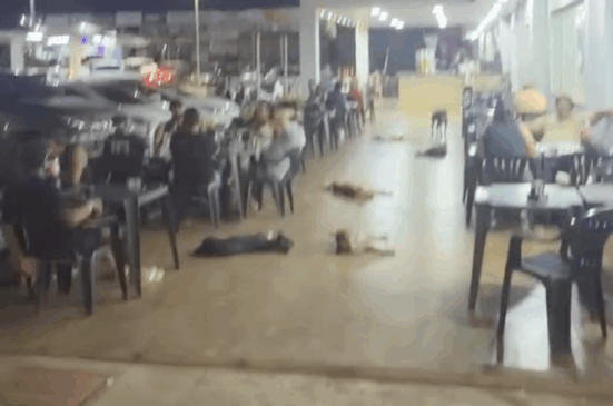 Vídeo de cachorros “folgados” em posto de Porto Nacional viraliza e encanta internautas