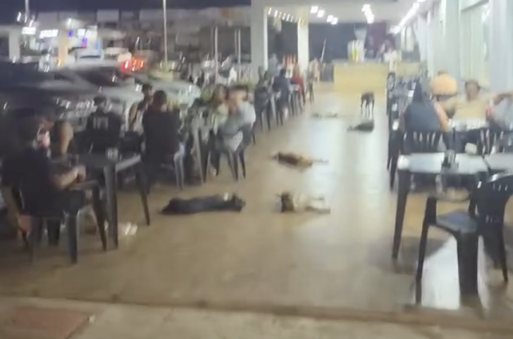 Vídeo de cachorros “folgados” em posto de Porto Nacional viraliza e encanta internautas Vídeo de cachorros “folgados” em posto de Porto Nacional viraliza e encanta internautas