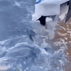 Seis caminh&otilde;es de peixes abastecem lago para pescaria que vai sortear moto no sul do TO; V&Iacute;DEO
