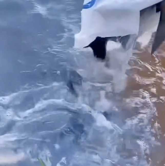 Seis caminhões de peixes abastecem lago para pescaria que vai sortear moto no sul do TO; VÍDEO Seis caminhões de peixes abastecem lago para pescaria que vai sortear moto no sul do TO; VÍDEO