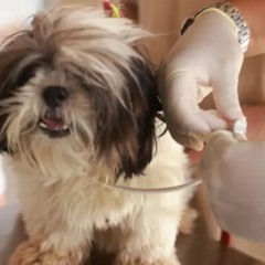 Palmas realiza Semana das Leishmanioses com a&ccedil;&otilde;es de preven&ccedil;&atilde;o, encoleiramento e testagem de c&atilde;es