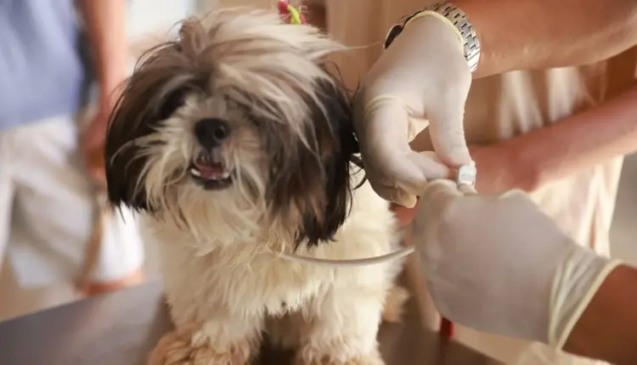 Palmas realiza Semana das Leishmanioses com ações de prevenção, encoleiramento e testagem de cães