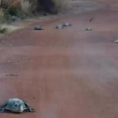 Ex-governador registra grupo de jacar&eacute;s em estrada no Tocantins e brinca: &ldquo;Est&atilde;o tudo indo embora&rdquo;