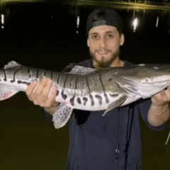 Pescador fisga surubim-cachara de 85 cm em lago no sul do TO; V&Iacute;DEO