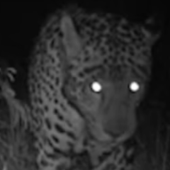 On&ccedil;as, lobo-guar&aacute;, veado e at&eacute; coruja: bebedouros viram ponto de encontro da fauna no sul do TO