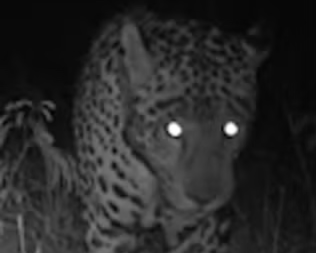 Onças, lobo-guará, veado e até coruja: bebedouros viram ponto de encontro da fauna no sul do TO Onças, lobo-guará, veado e até coruja: bebedouros viram ponto de encontro da fauna no sul do TO
