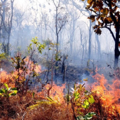 Ibama notifica quase 700 im&oacute;veis rurais no Tocantins para prevenir inc&ecirc;ndios florestais